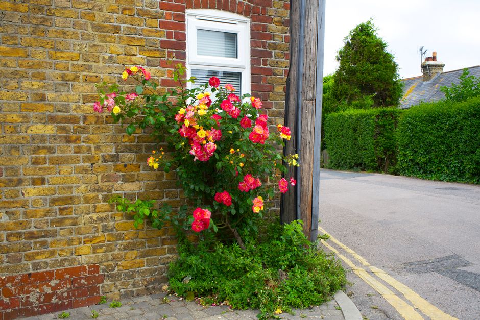 A vibrant bush of pink and yellow roses with lush green leaves grows against a weathered yellow brick wall next to a white-framed window. The flowers appear fresh, with tightly packed petals showing a