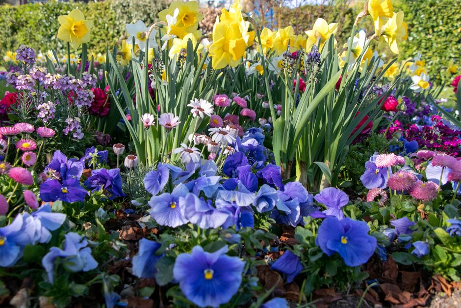 A vibrant garden bed featuring a dense display of mixed spring flowers including tall, bright yellow daffodils with trumpet-shaped blooms, purple pansies with rounded petals, pink daisies with dainty,
