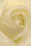 This image invites you into the creamy heart of a white rose, its spiraling petals so delicately layered you almost feel cocooned within-a sensation matched only by peaceful mornings around Herne Hill's Station Square. Each unfurling curve invites the fingers to imagine their silken touch, brushed with dew, while gentle shadows slip between their ivory folds, adding layers of subtle drama and depth. The mood is peaceful, evoking the quiet that settles over gardens at dawn, or the calming comfort found in a heartfelt embrace. Chosen and arranged by a devoted local florist, this rose stands as a beacon of reverence and hope-ideal for conveying respect, admiration, or marking new beginnings along the vibrant streets of Herne Hill. There's a whisper of sweetness that almost drifts from the image-a clean, understated fragrance that promises both solace and renewal. This close perspective celebrates not just the timeless bloom itself, but also the careful thought and artistry poured into each arrangement by the Herne Hill community, making every delivery a gesture of genuine care.